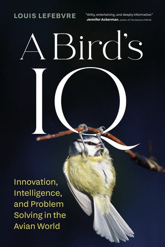 Birds Iq